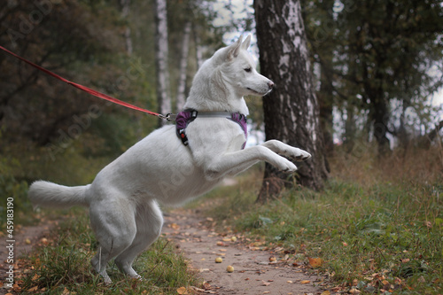 white dog running