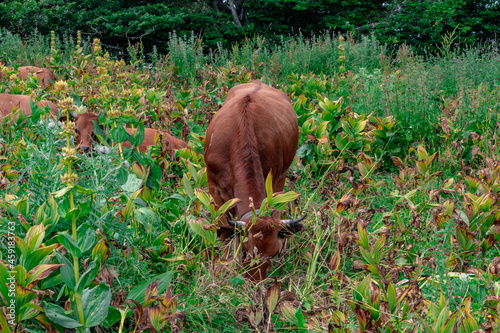 Tarentaise cows in the alpine pastures of the Bauges massif in the french Alps above Chambéry