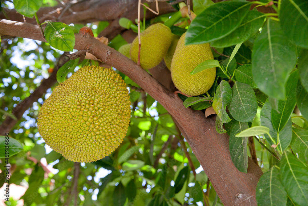 A tree branch full of jack fruits. Tropical fruits ripen on the tree. A tree branch full of jack fruits. Tropical fruits ripen on the tree.
