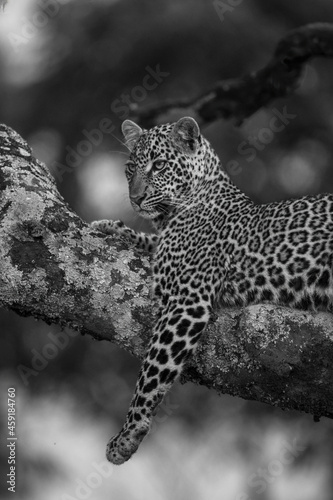 Mono leopard lies on branch dangling leg photo