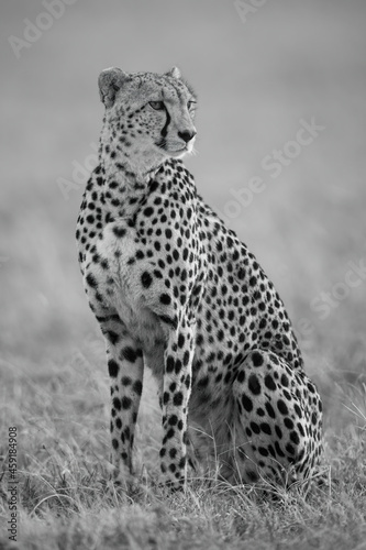 Mono cheetah sitting in grass turning right