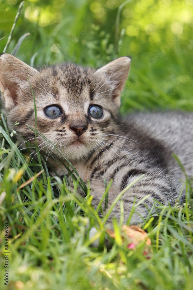 little tabby kitten in the grass little tabby kitten in the grass