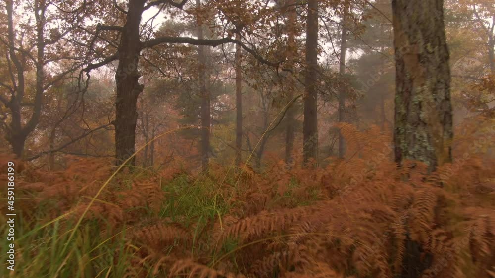 AERIAL: Trees and ferns deep in the tranquil misty woodland changing colors at the peak of fall. Scenic shot of the gorgeous deciduous forest turning orange-brown on a cold and foggy day in autumn. AERIAL: Trees and ferns deep in the tranquil misty woodland changing colors at the peak of fall. Scenic shot of the gorgeous deciduous forest turning orange-brown on a cold and foggy day in autumn.