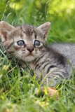 little tabby kitten in the grass