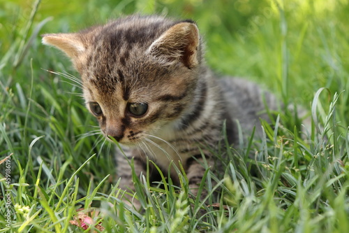 little tabby kitten in the grass © AncutaCh