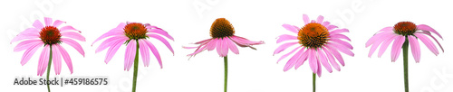 Set with beautiful echinacea flowers on white background. Banner design