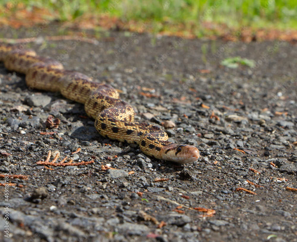 Obraz premium snake on the ground