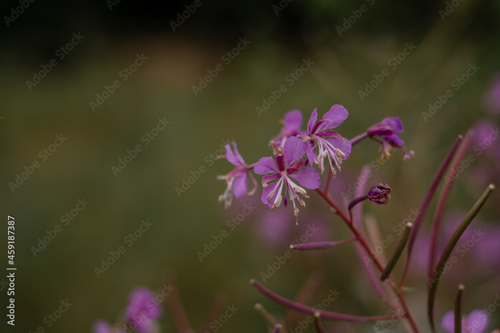 Pink flowers of fireweed (Epilobium or Chamerion angustifolium) in bloom ivan tea. Flowering willow-herb or blooming sally Pink flowers of fireweed (Epilobium or Chamerion angustifolium) in bloom ivan tea. Flowering willow-herb or blooming sally