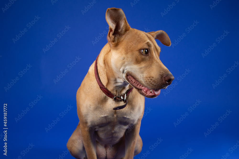 Cute Brown Dog with Red Collar, in Studio on Blue Backdrop - Looking Sideways with Mouth Partially Open