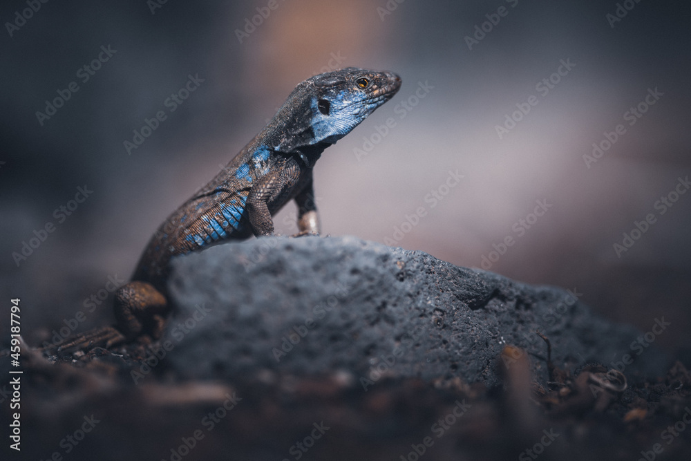 A Lizard on The Cumbre Vieja on La Palma A Lizard on The Cumbre Vieja on La Palma