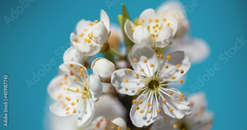 Spring flowers bloom. Timelapse shot of blossoming flowers against a blue background. Blooming gardens close-up shot of accelerated time. Flowering of a fruitful plant, apple, pear, plum, apricot. Hig