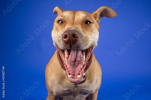 Cute Brown Dog with Collar, in Studio on Blue Backdrop - Looking to the Front, Yawning with Mouth Wide Open and Teeth Showing © Paul Melton
