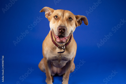 Cute Brown Dog with Red Collar  in Studio on Blue Backdrop - Looking to the Front with Mouth Partially Open