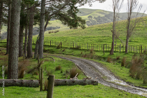 Trees in the Countryside Looking Through to the Hills - Cloudy Day with Dirt Drive Way