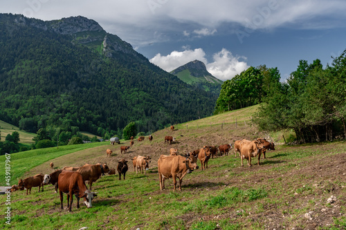 Milking Tarentaise dairy cows in the Bauges massif in the French Alps photo