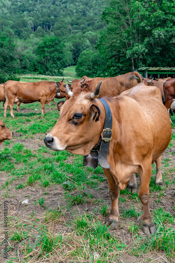 Milking Tarentaise dairy cows in the Bauges massif in the French Alps Milking Tarentaise dairy cows in the Bauges massif in the French Alps