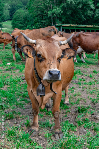 Milking Tarentaise dairy cows in the Bauges massif in the French Alps