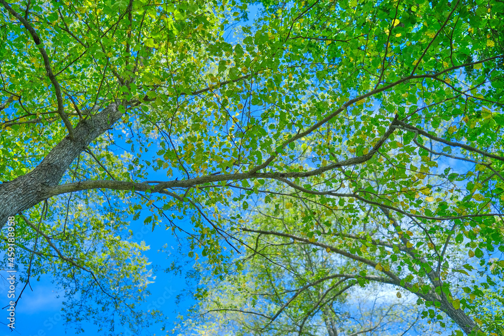 Fototapeta premium 青空と緑