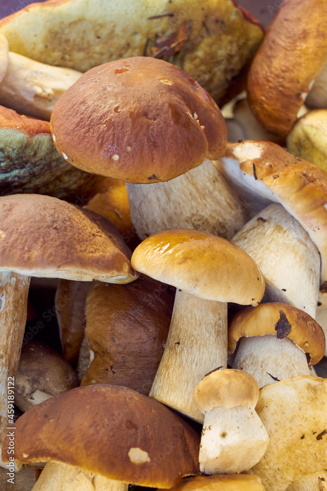 Fresh harvested forest mushrooms as a background. Fresh harvested forest mushrooms as a background.