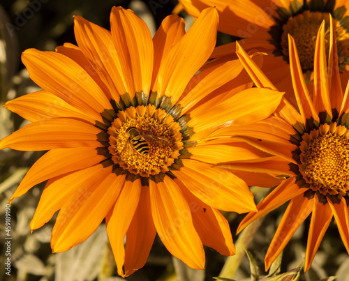 the yellow flower and the wasp