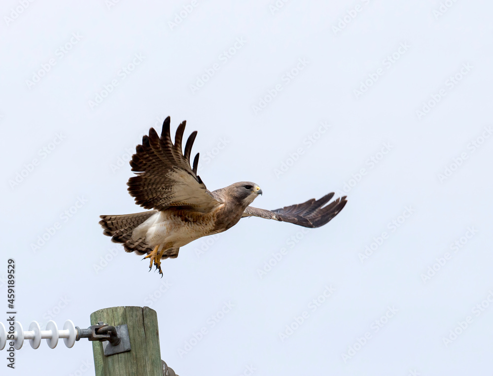 Fototapeta premium A Red tailed Hawk in flight. Taken in Alberta, Canada