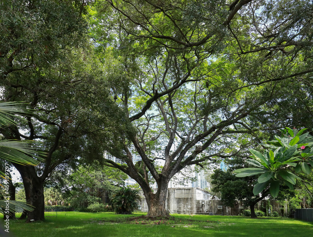 The Historic Rain Tree in Fort Lauderdale, Florida. . The tree was declared a Florida Champion in 1982 by the Florida Division of Forestry. The Historic Rain Tree in Fort Lauderdale, Florida. . The tree was declared a Florida Champion in 1982 by the Florida Division of Forestry.