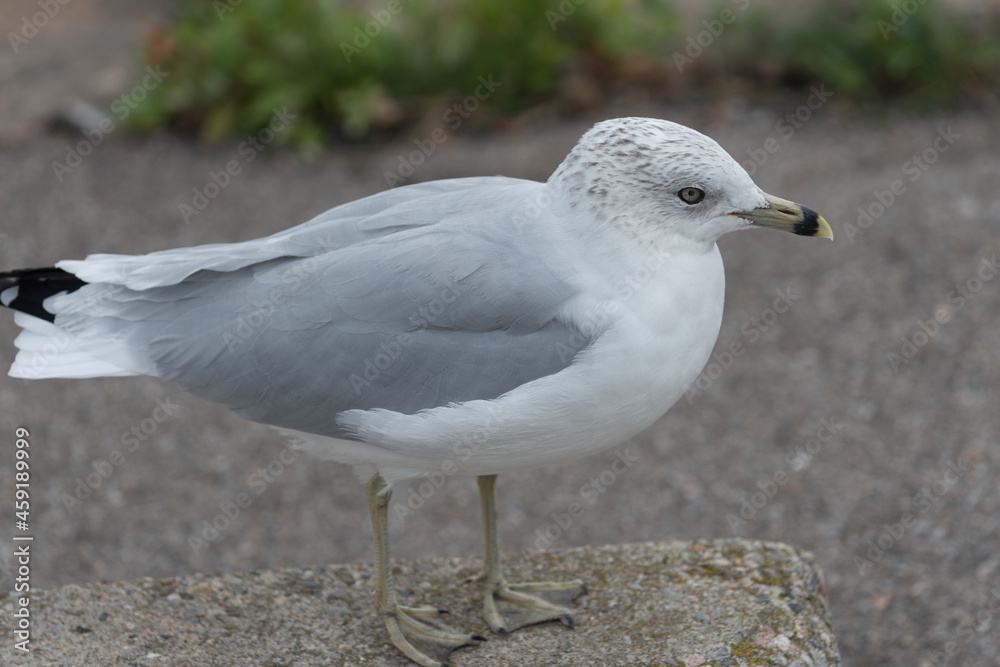 Ring billed Gull (Larus delawarensis) up close Ring billed Gull (Larus delawarensis) up close