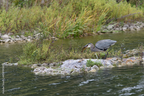 фотографія a great blue heron (Ardea herodias) struggles to gulp down a sizeable catfish