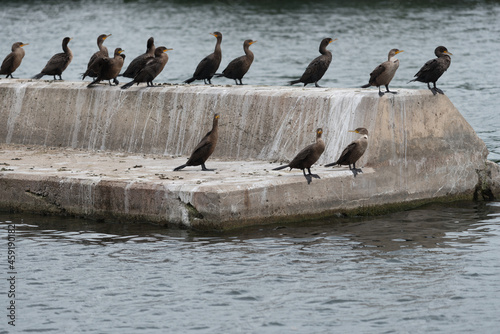 Fotografi a gulp of cormorants on a breakwater or pier
