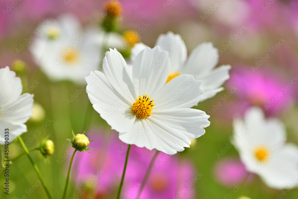 Obraz premium コスモス