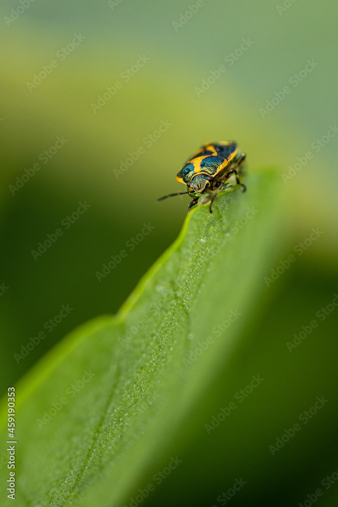 yellow fly on leaf yellow fly on leaf