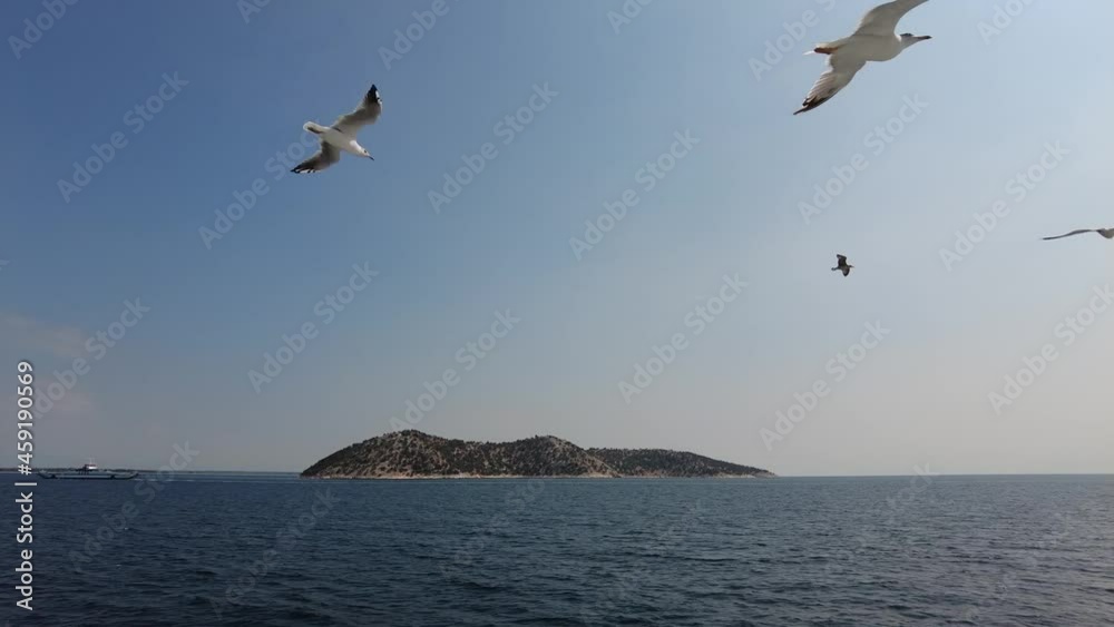 Seagulls at open sea, shot from a boat, 4K video Seagulls at open sea, shot from a boat, 4K video