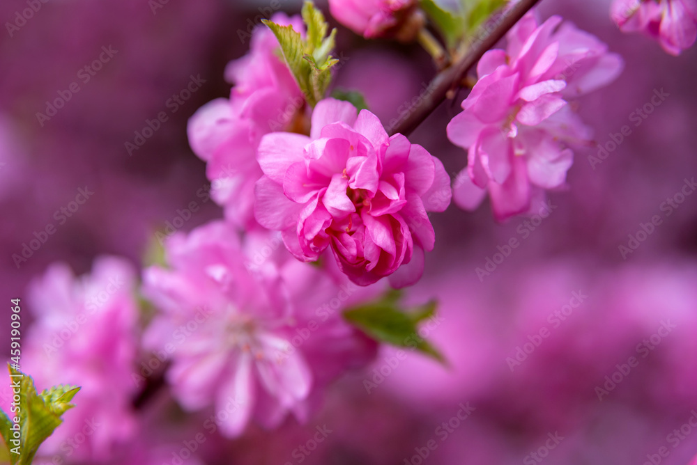 Spring background with pink blossom. Close-up image of the nature