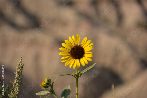 Beautiful Flowering Sunflower Blossom Blooming in the Summer