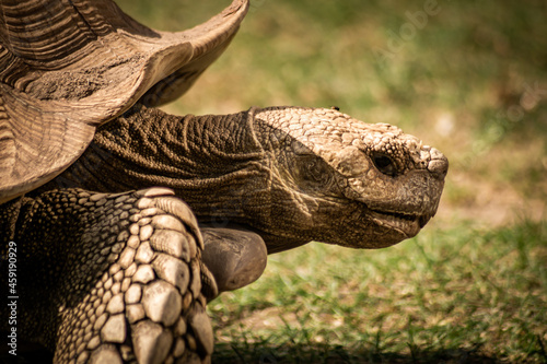 Giant tortoises photo