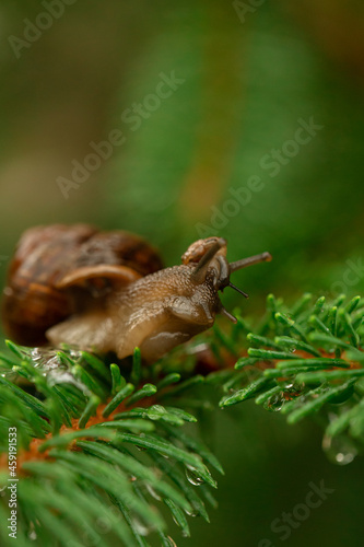 snail on a leaf