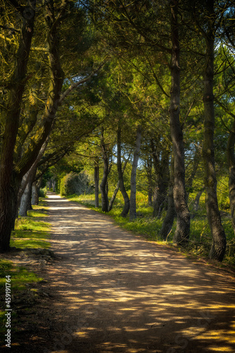 View along sun dappled tree-lined country road in summer 