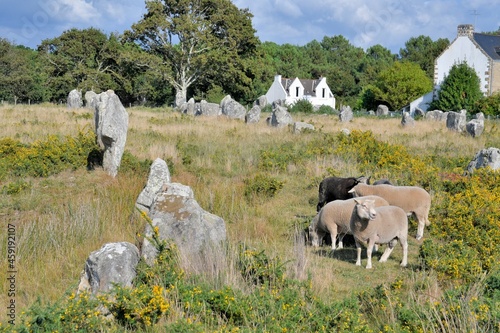 Sheeps in the alignments of carnac in brittany France photo