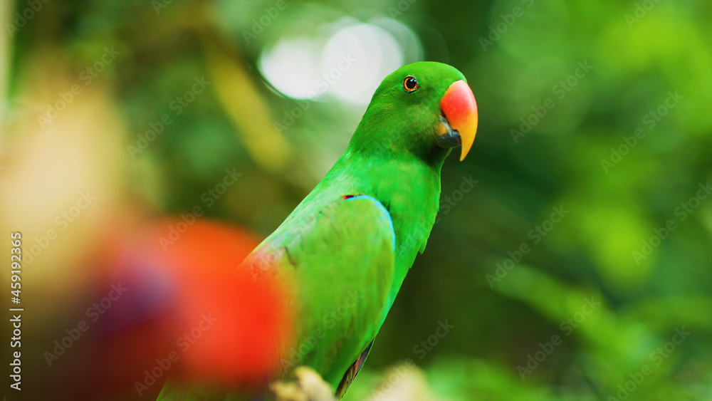 Green eclectus parrot resting on the background of foliage Green eclectus parrot resting on the background of foliage
