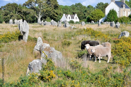 Sheeps in the alignments of carnac in brittany France photo