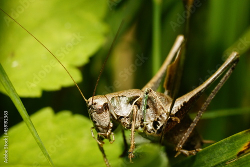 A dark bush cricket in a small meadow in Rhineland Palatinate on a sunny day