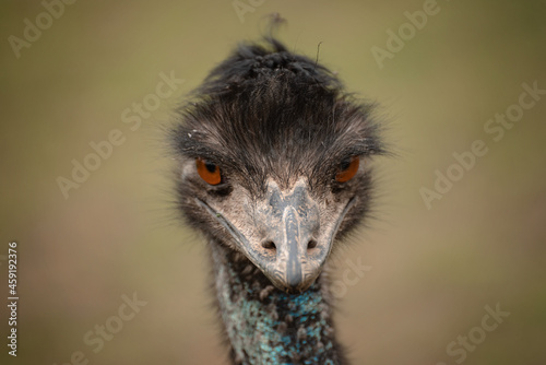 A large portrait of Australian emu ostrich looking in the eye