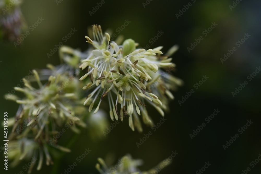 Thalictrum minus flowers. Ranunculaceae perennial medicinal herb. Flowering is from July to September. Thalictrum minus flowers. Ranunculaceae perennial medicinal herb. Flowering is from July to September.