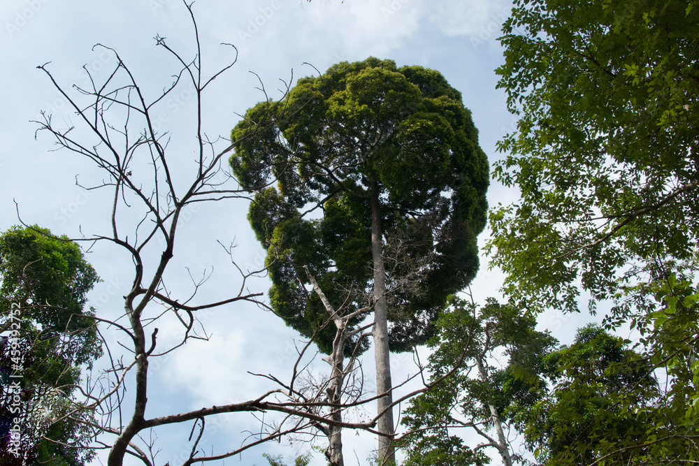 Fotka „Big tall impressive giant tree in the rainforest of Gundung Raya ...
