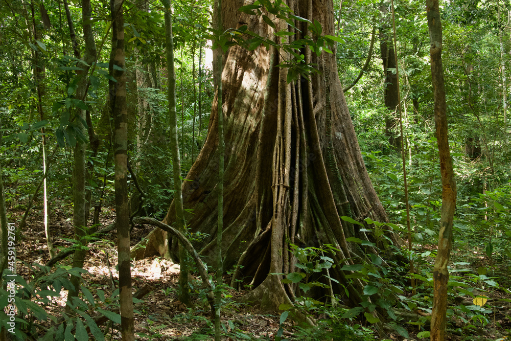 Obraz premium Big tall impressive giant tree in the rainforest of Gundung Raya at the island of Langkawi, Malaysia
