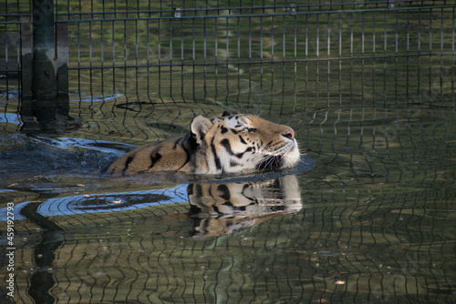 Large Tiger In the Dutch Zoo of Beekse Bergen. photo