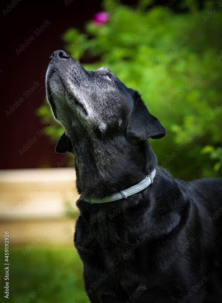 Gray-haired adult black labrador on a background of green summer bushes Gray-haired adult black labrador on a background of green summer bushes