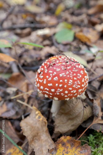 Fresh poisonous mushroom fly agaric with a red cap. Forest litter covered with leaves.