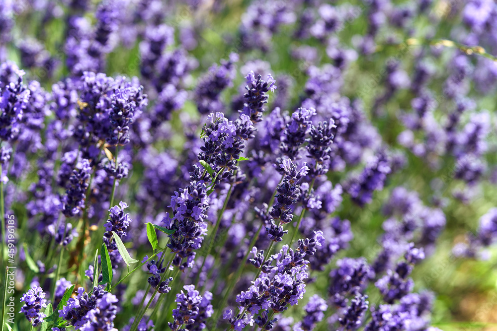 Naklejka premium lavender flowers close up with blurred background. Selective focus.