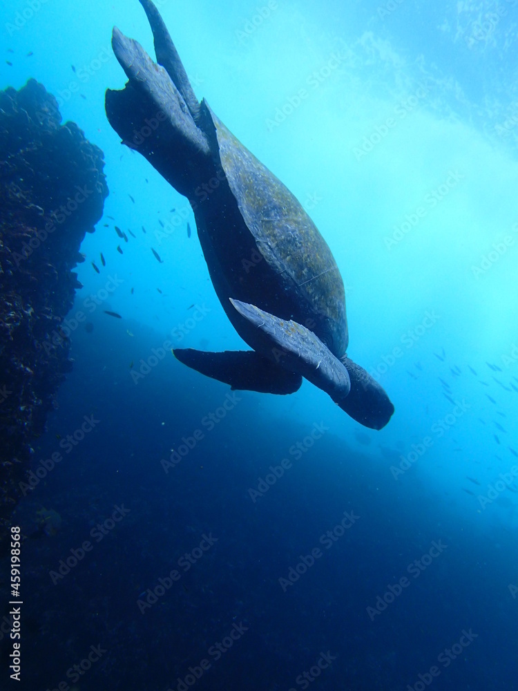 sea ​​turtle, scuba diving in Galapagos Islands, gordon rocks (OLYMPUS DIGITAL CAMERA)